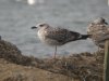 Yellow-legged Gull at Paglesham Lagoon (Steve Arlow) (55521 bytes)